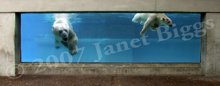 Polar Bears, Janet Biggs Video Installation Anana Dream