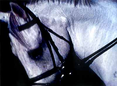 Janet Biggs Video Installation BuSpar - Video Still 2