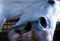 Biting Horse: Still from Janet Biggs' Video Installation, Haldol